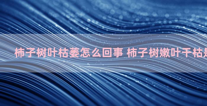 柿子树叶枯萎怎么回事 柿子树嫩叶干枯是什么原因